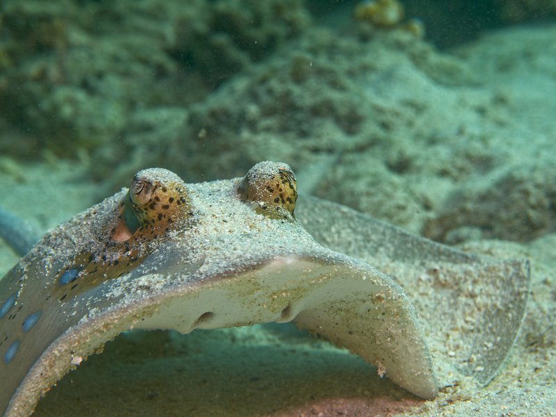Blue spotted sting ray, House Reef